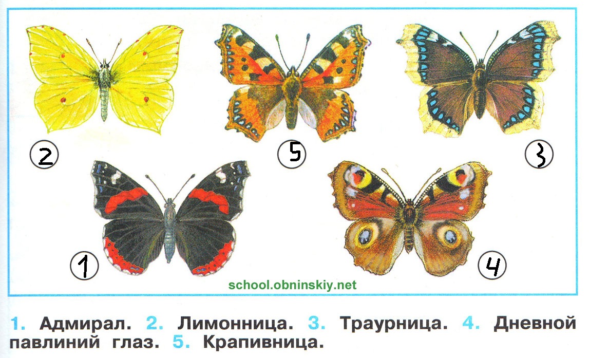 Первые бабочки весной 2 класс